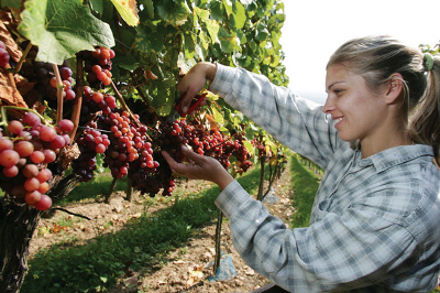 Labour Shortage Hits Goulburn Valley