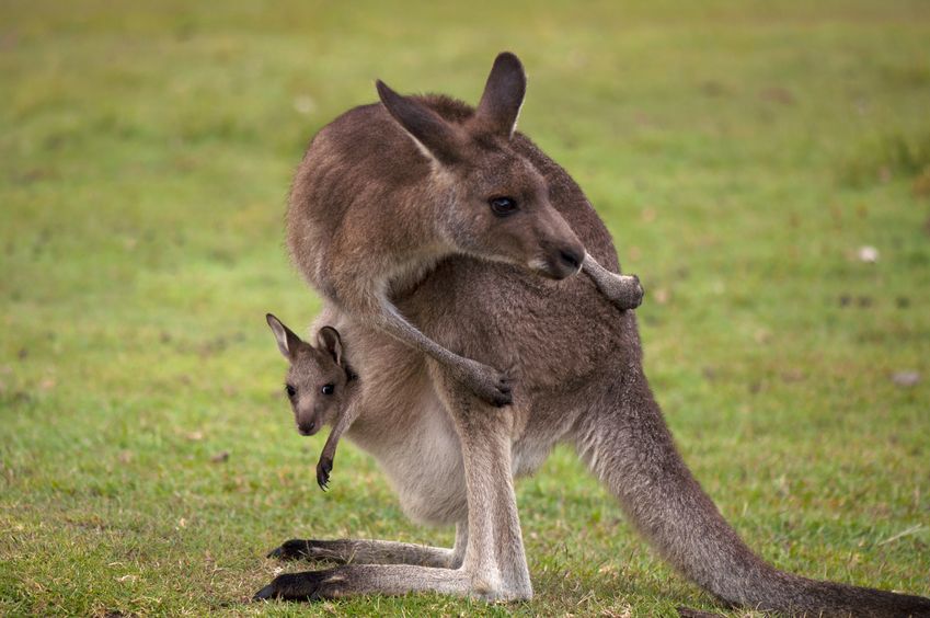 11968234 kangaroo mum with a baby joey in the pouch closeup 4BC