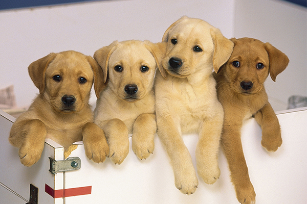 Article image for Government backs down on new laws that could target regular pet owners