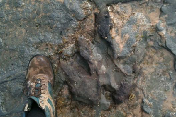 Article image for Australian dinosaur footprint damaged by vandals