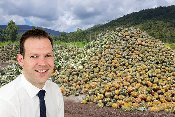 Article image for Golden Circle accused of ‘abusing the situation’ as tonnes of pineapples go to waste