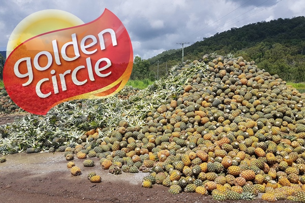 Article image for Tonnes of Aussie pineapples wasted due to factory closure