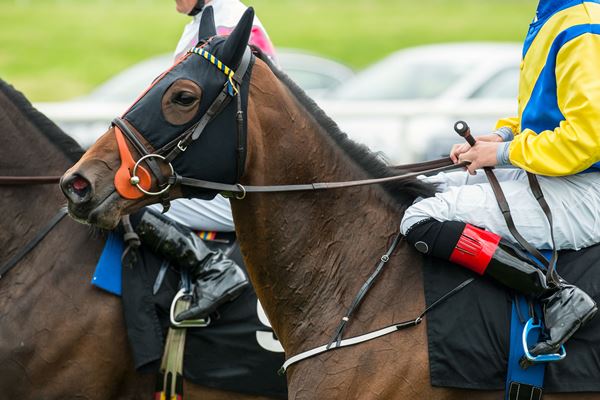 Article image for World’s greatest horses are on display on the Gold Coast