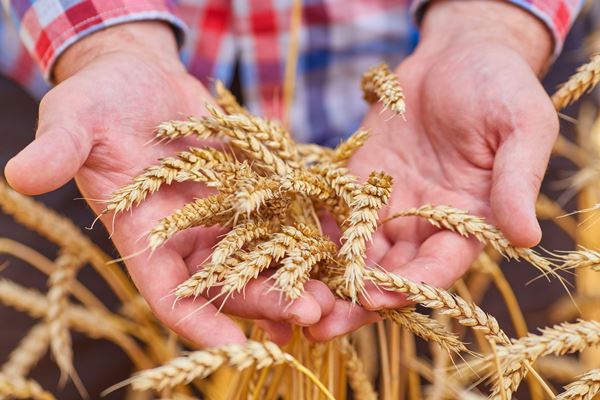 Article image for Sky-high energy bills are crippling Australian food exports