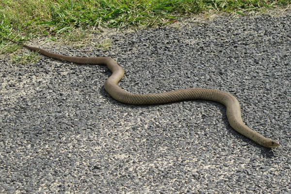 Article image for Man dies from snake bite