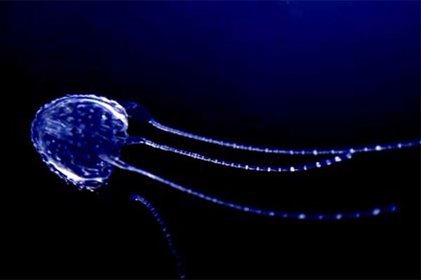 Article image for Jellyfish ‘100 times more potent than a cobra’ show up on Australian shores