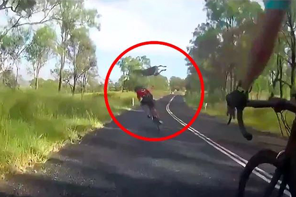 Article image for Cyclist slammed into by rogue kangaroo