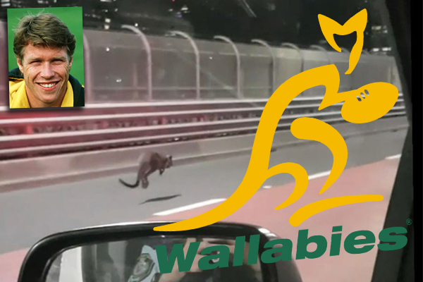 Article image for Former Wallabies captain helped capture runaway wallaby