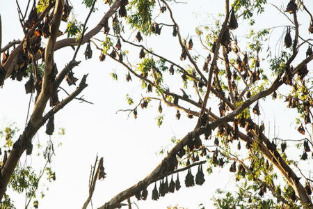 Flying foxes destroying east coast of Australia