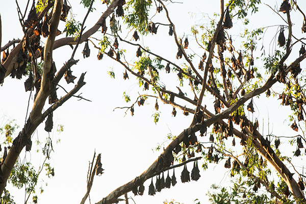 Article image for Flying foxes destroying east coast of Australia