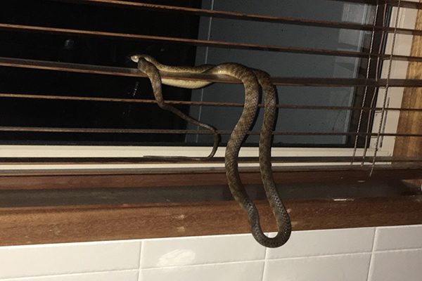 Article image for Slithery ‘friend’ gives Townsville couple a fright