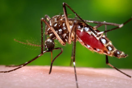 Mosquito season hits late