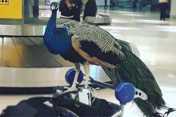 Article image for ‘Emotional support peacock’ booted off flight… seriously