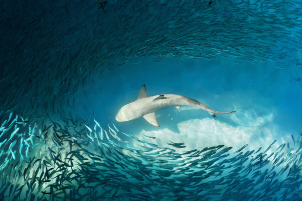 Article image for Fish farm breach causes disastrous shark frenzy