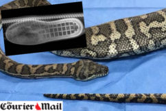 Python saved after eating a slipper in Brisbane home