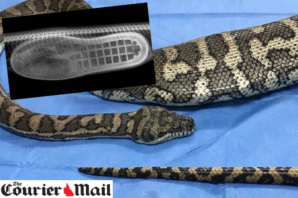 Article image for Python saved after eating a slipper in Brisbane home