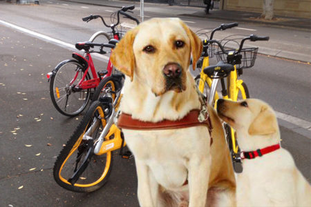 Share bikes confusing guide dogs, putting blind people at risk