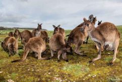 Video shows Greens are lying about kangaroo extinction