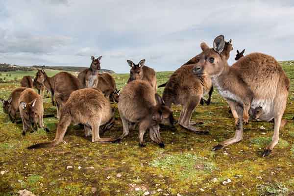 Article image for Video shows Greens are lying about kangaroo extinction