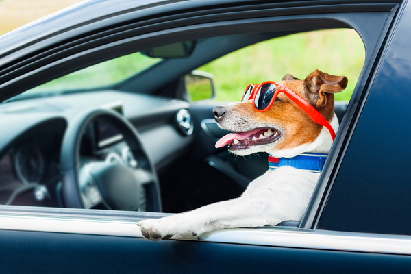 Article image for Car advice with Trent Nikolic