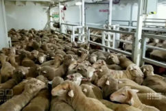 Export ship with 65,000 sheep blocked from going to Middle East