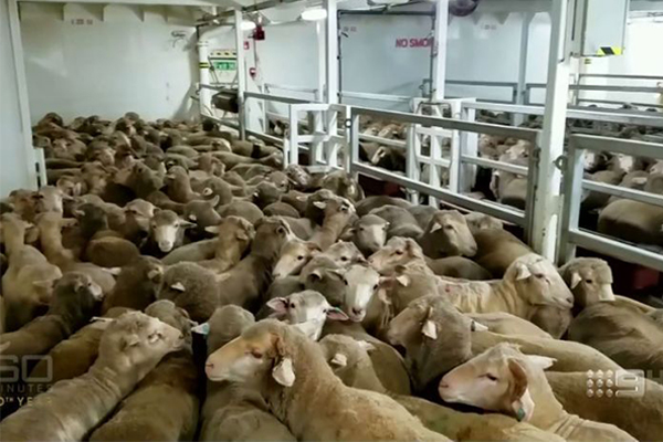 Article image for Export ship with 65,000 sheep blocked from going to Middle East