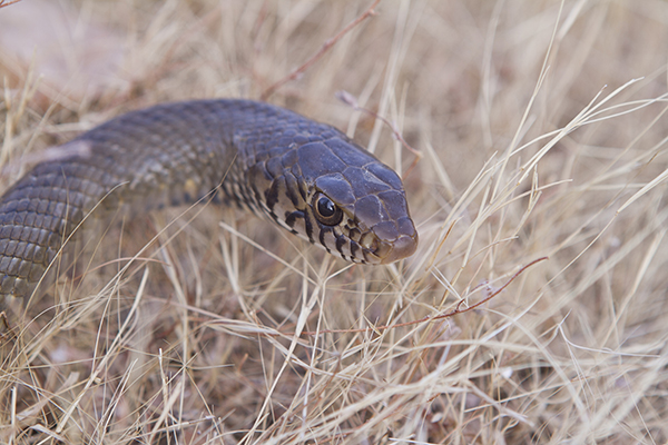 Article image for QLD man dies after being bitten by snake