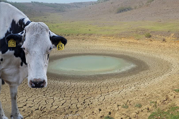 Article image for Adopt a cow and help this drought-stricken farmer