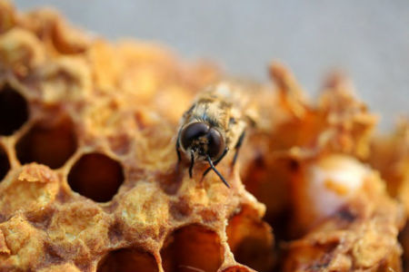 You won’t Bee-lieve what this Brisbane family found