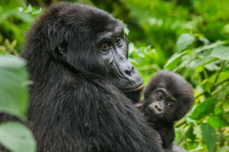 Up close and personal with gorillas