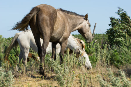 Brumby bill to stop the culling of snowy mountain horses