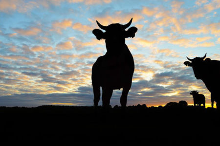 Banking royal commission hears farmers forced to shoot cattle