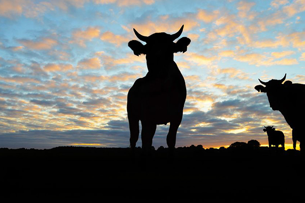 Article image for Banking royal commission hears farmers forced to shoot cattle