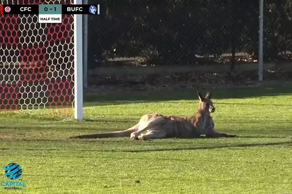 Article image for Soccer-roo invades suburban game, refuses to leave