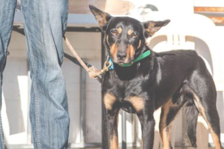 Aussie dog smashes the record as world’s most expensive kelpie