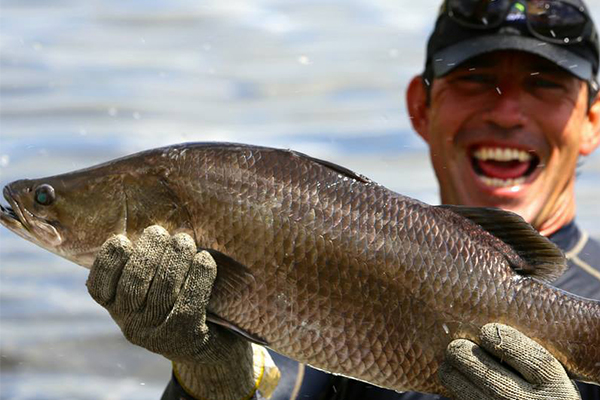 Article image for Aussie barramundi struggling to swim as foreign seafood floods the market