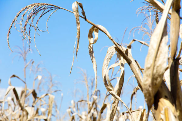 Article image for The plight of our drought-stricken farmers