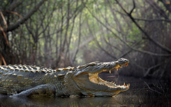 Article image for ‘We want to claim back our waterways’: QLD’s renewed crocodile cull push