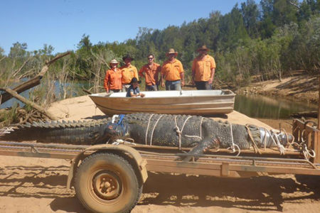 Croc handler says 4.7m ‘monster’ crocodile shouldn’t lead to culls