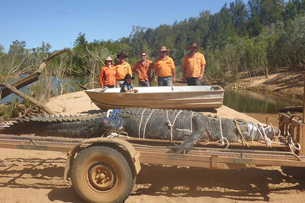 Article image for Croc handler says 4.7m ‘monster’ crocodile shouldn’t lead to culls