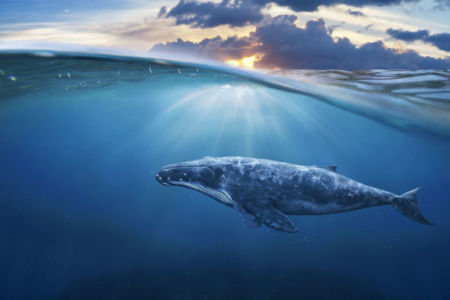 Boaties getting too close for a whale’s comfort