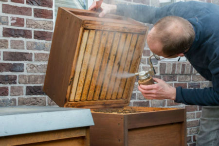 Urban apiarist sets Brisbane suburb abuzz