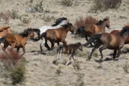 Controversy over brumby cull