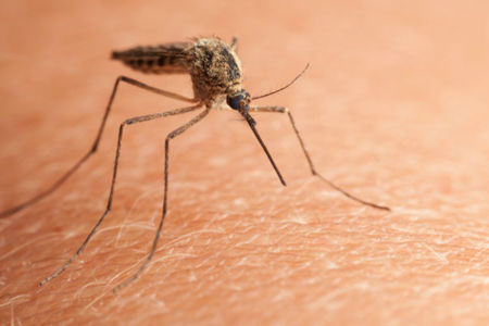 Health world abuzz after mosquito breakthrough