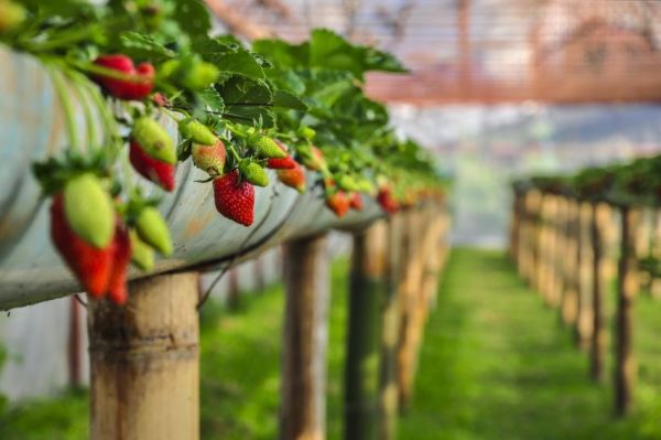 Article image for ‘We just had to throw it out’: Strawberry growers watch produce glut hit the waste bin