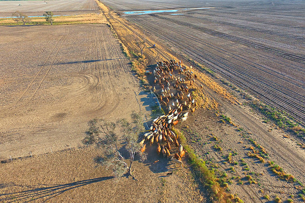 Cattle-farm.jpg