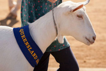 Ekka Day 7 – Dairy Goats on show