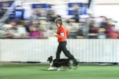 The Ekka goes to the dogs