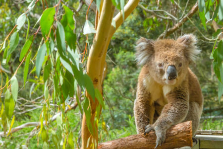 Encouraging signs for Brisbane’s koalas