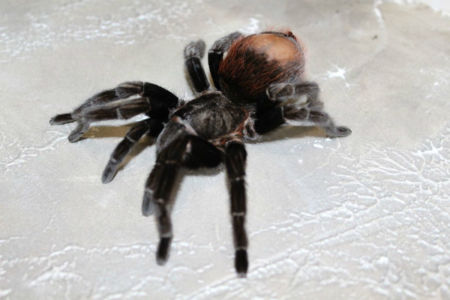 Spiders putting the bite on childhood epilepsy